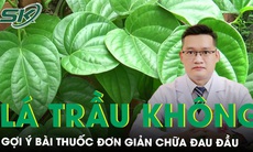 Gợi ý bài thuốc hay từ lá trầu không trị chứng đau đầu
