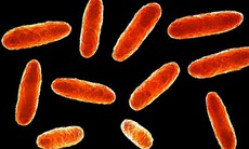 Mexico: Thêm nhiều trẻ em tử vong do nhiễm vi khuẩn Klebsiella oxytoca