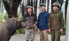 Công an xã bàn giao trâu đi lạc cho người dân