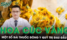 Bài thuốc Đông y trị đau đầu từ hoa cúc vàng