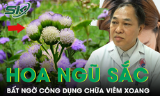 Bất ngờ công dụng chữa viêm xoang của hoa ngũ sắc