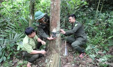 Theo chân cán bộ đi đặt 'bẫy ảnh' động vật quý hiếm giữa đại ngàn Pù Huống