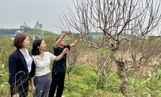 ‘Thủ phủ’ đào phai ở Nghệ An hối hả vào mùa tuốt lá