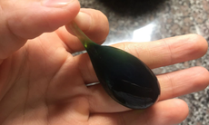 Hai người nguy kịch do uống mật cá trắm