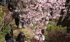 Nhật Bản: Hoa anh đào đầu mùa khoe sắc trong nắng Xuân