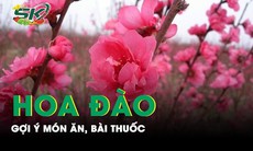 Gợi ý món ăn, bài thuốc từ hoa đào