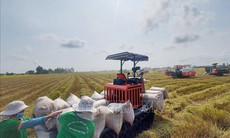 Thị trường nông sản: Giao dịch lúa gạo sôi động trở lại