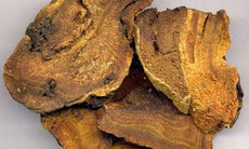 Bài thuốc chữa bệnh từ đại hoàng