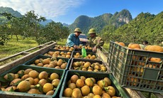 Cam Xã Đoài - Từ đặc sản 'tiến vua' đến món tráng miệng trên không