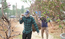 Hàng loạt vườn đào lớn tại Hà Nội tất bật trồng lại cây sau Tết