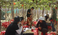 Nông dân đua nhau làm du lịch ở làng nho Thái An, Ninh Thuận