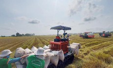 Thị trường nông sản: Giá lúa và gạo xuất khẩu đều giảm