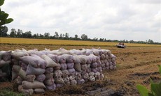 Giá lúa Đông Xuân xuống nhanh, nông dân giảm lãi