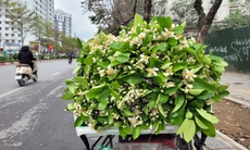 Hoa Bưởi đầu mùa ở Hà Nội thơm ngát phố bán nửa triệu đồng/kg vẫn đắt hàng