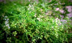 Tiến sĩ dược Nguyễn Trung Tường: Hương lá mùi già dịp tết thơm mãi trong ký ức tôi