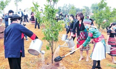 Thủ tướng yêu cầu triển khai 'Tết trồng cây’ phải thiết thực, không phô trương