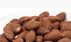 5 bài thuốc sử dụng hạt lười ươi chữa viêm họng