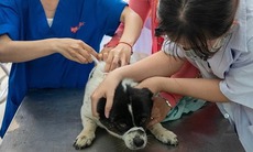 Thêm một địa phương tại Quảng Ninh xuất hiện dịch dại trên chó