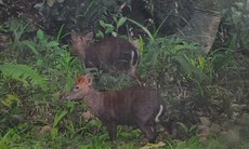 Phát hiện loài động vật cực kỳ quý hiếm ở Vườn quốc gia Bạch Mã