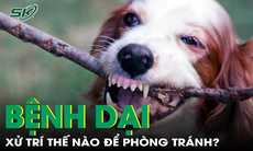 Cách xử trí vết thương để tránh bệnh dại khi bị chó mèo cắn