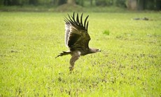 Thả chim đại bàng quý hiếm về Vườn quốc gia Cúc Phương