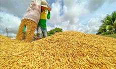 Giá gạo xuất khẩu tiếp tục tăng