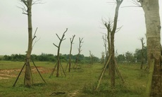 Bộ Công an yêu cầu Thừa Thiên Huế cung cấp thông tin dự án cây xanh