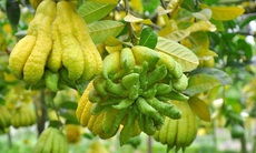 3 loại thảo dược giúp cải thiện tâm trạng