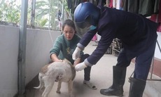 Quảng Ninh: Chó dại chạy vào trường học, tấn công 14 người