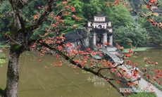 Mê mẩn sắc đỏ của cây gạo trăm tuổi bên mái chùa rêu phong ở Ninh Bình