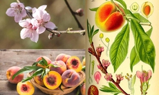 Tác dụng chữa bệnh từ các bộ phận của cây đào