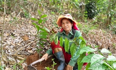 Huy động hơn 200 triệu đồng 'vá rừng' ở Hòa Bình và Sơn La