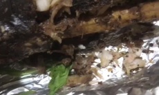 Video: Giật mình món cá lóc nướng có giòi