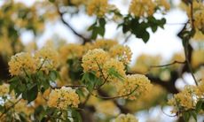 Cây hoa bún hơn 300 tuổi khoe sắc vàng rực một góc phố