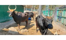 Độc đáo mối ‘giao duyên’ giữa bò tót rừng quý hiếm với bò nhà
