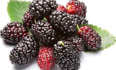 7 điều kiêng kỵ khi ăn quả dâu tằm