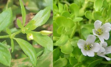 Rau đắng đất trị bệnh gì?
