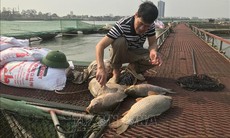 Cá nuôi lồng trên sông Thái Bình chết hàng loạt chưa rõ nguyên nhân