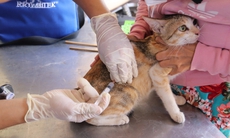 Long An: Ca bệnh dại tăng cao, 6.500 chó mèo được tiêm vaccine miễn phí