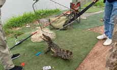 Cá sấu bất ngờ xuất hiện ở hồ tại Hà Nội