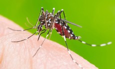 TPHCM loại trừ bệnh sốt rét trong 3 năm liên tiếp