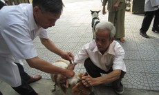 Người dân tiêm phòng dại tăng đột biến, địa phương 'sốt sắng' quản lý đàn chó mèo