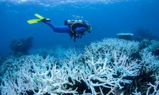 Biến đổi khí hậu khiến các rạn san hô bị 'tẩy trắng'