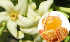 Ai không được uống hoa đu đủ đực ngâm mật ong?