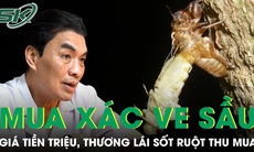 Giải mã điều chưa biết về xác ve sầu đang được thương lái thu mua tiền triệu