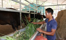 ‘Bồi dưỡng’ cho bò tót vượt nắng nóng
