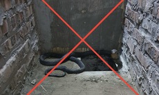 Khởi tố đối tượng buôn bán rắn hổ mang chúa dài 2 mét, nặng 8 kg