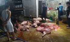 Hơn 1 tấn thịt nhiễm dịch tả lợn Châu Phi 'suýt' lên mâm cơm