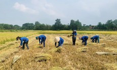Thanh niên tình nguyện giúp dân thu hoạch lúa mùa