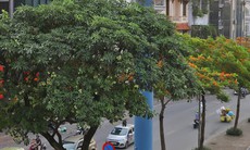 Hoa sữa ở Hà Nội nở vào giữa hè có bất thường?